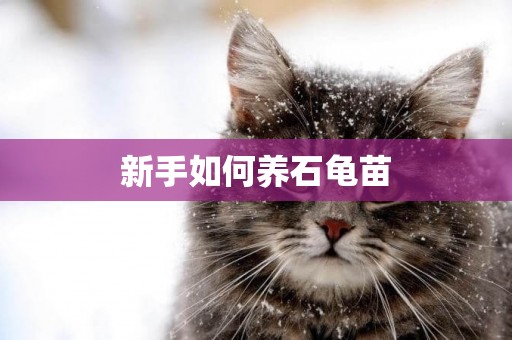 新手如何養石龜苗