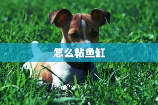 怎么粘魚缸