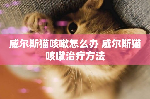威爾斯貓咳嗽怎么辦 威爾斯貓咳嗽治療方法