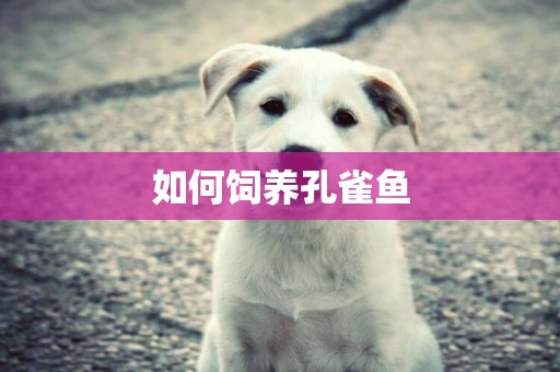 如何飼養孔雀魚
