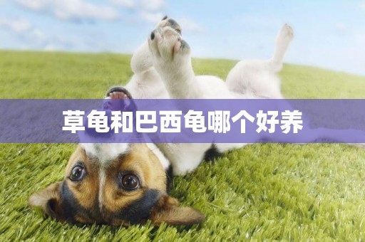 草龜和巴西龜哪個好養