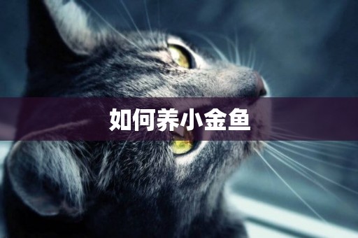 如何養小金魚
