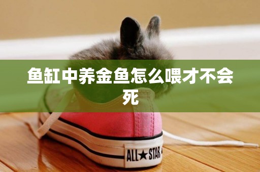 魚缸中養金魚怎么喂才不會死