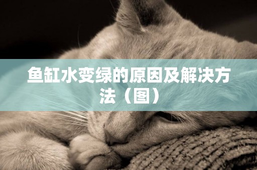 魚缸水變綠的原因及解決方法（圖）