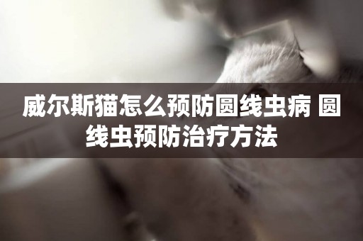 威爾斯貓怎么預防圓線蟲病 圓線蟲預防治療方法
