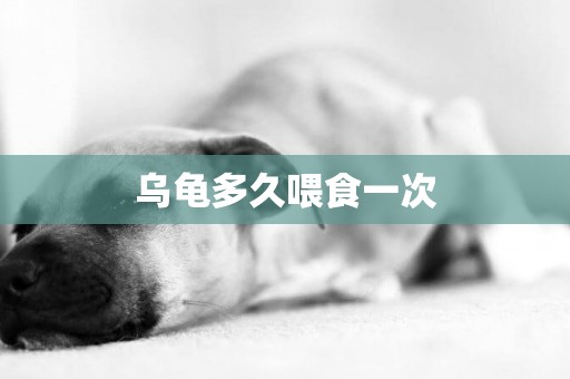 烏龜多久喂食一次