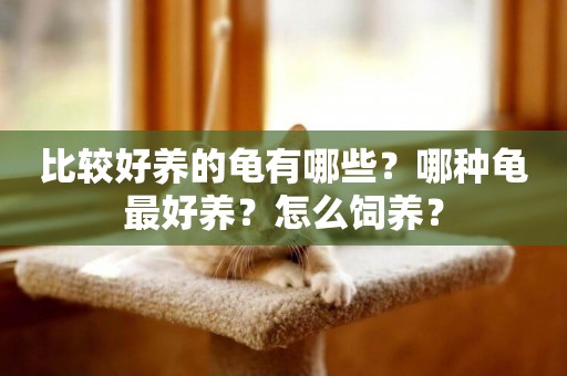 比較好養的龜有哪些？哪種龜最好養？怎么飼養？