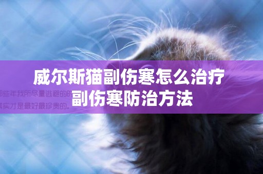 威爾斯貓副傷寒怎么治療 副傷寒防治方法