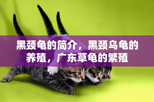 黑頸龜的簡介，黑頸烏龜的養殖，廣東草龜的繁殖