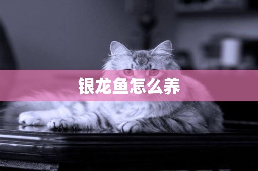 銀龍魚怎么養