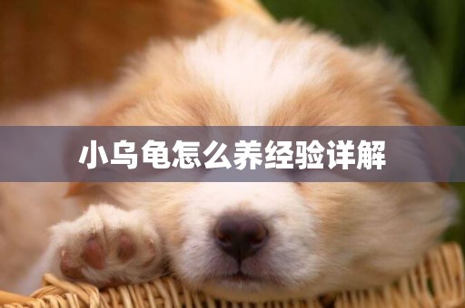 小烏龜怎么養經驗詳解
