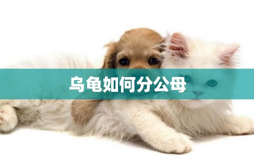 烏龜如何分公母