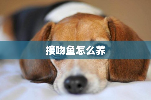 接吻魚怎么養