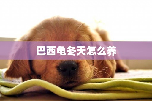 巴西龜冬天怎么養