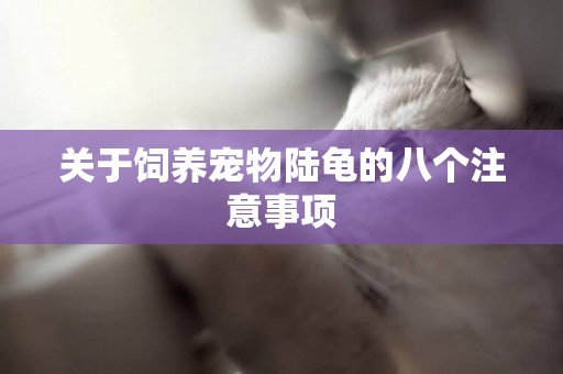 關于飼養寵物陸龜的八個注意事項