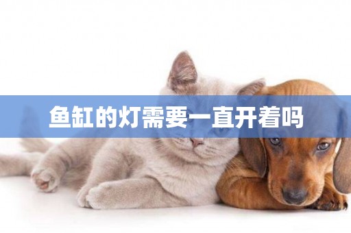 魚缸的燈需要一直開著嗎
