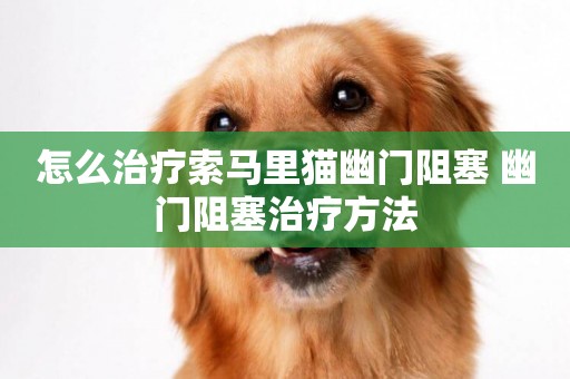 怎么治療索馬里貓幽門阻塞 幽門阻塞治療方法