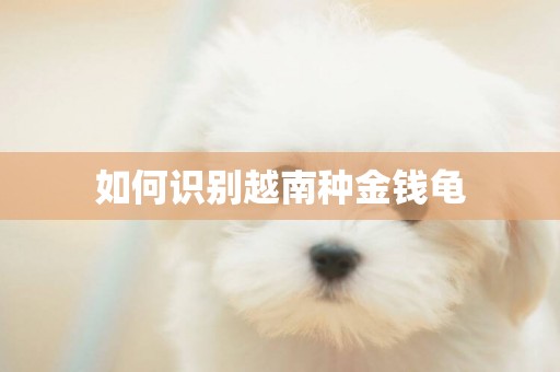 如何識別越南種金錢龜