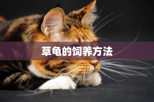 草龜的飼養方法