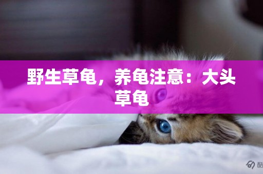 野生草龜，養龜注意：大頭草龜