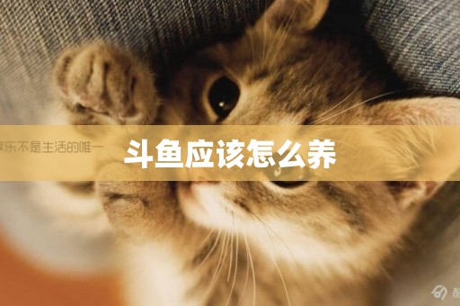 斗魚應該怎么養