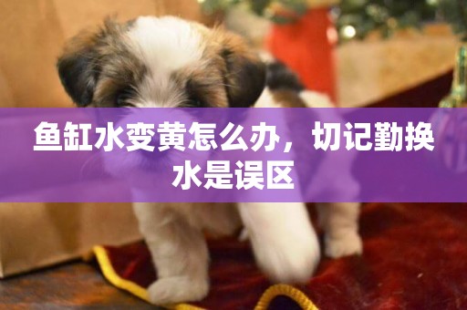 魚缸水變黃怎么辦，切記勤換水是誤區