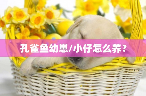 孔雀魚幼崽/小仔怎么養？