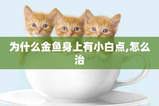 為什么金魚身上有小白點,怎么治