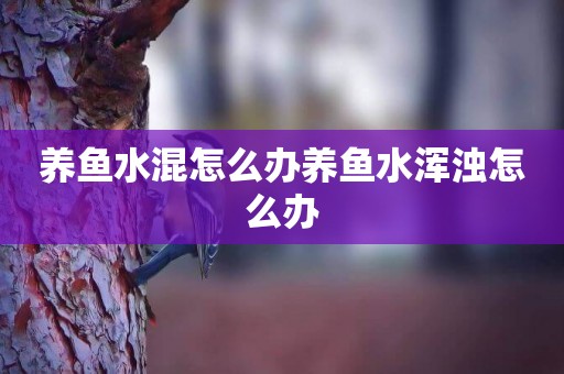 養魚水混怎么辦養魚水渾濁怎么辦
