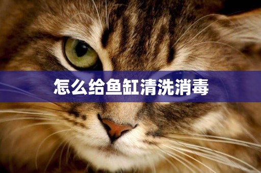 怎么給魚缸清洗消毒