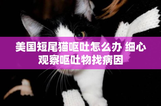 美國短尾貓嘔吐怎么辦 細心觀察嘔吐物找病因