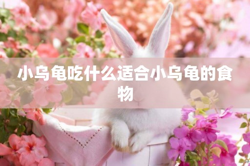 小烏龜吃什么適合小烏龜的食物