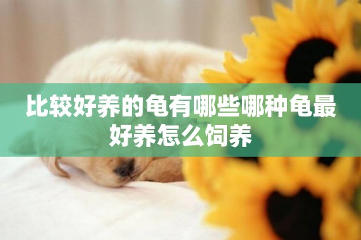 比較好養的龜有哪些哪種龜最好養怎么飼養