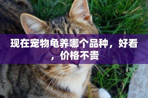 現在寵物龜養哪個品種，好看，價格不貴