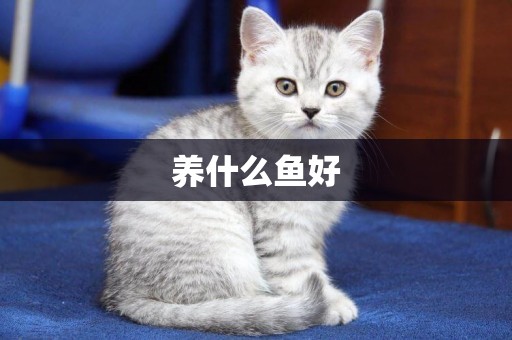 養什么魚好