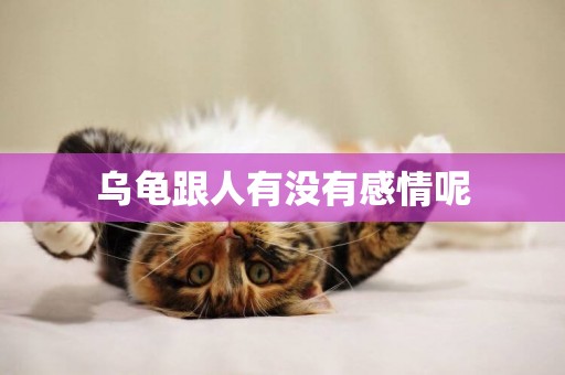 烏龜跟人有沒有感情呢