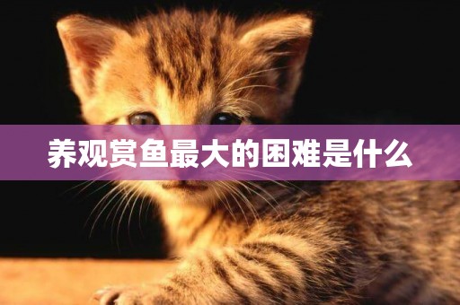養觀賞魚最大的困難是什么