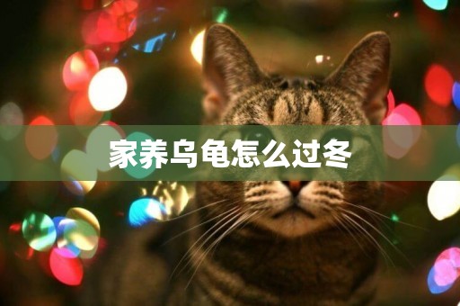 家養烏龜怎么過冬