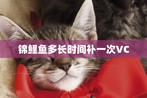 錦鯉魚多長時間補一次VC