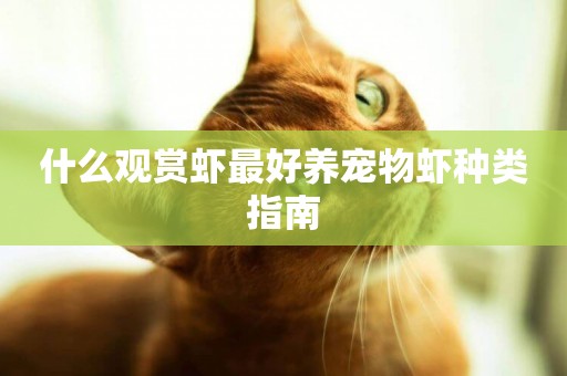 什么觀賞蝦最好養寵物蝦種類指南