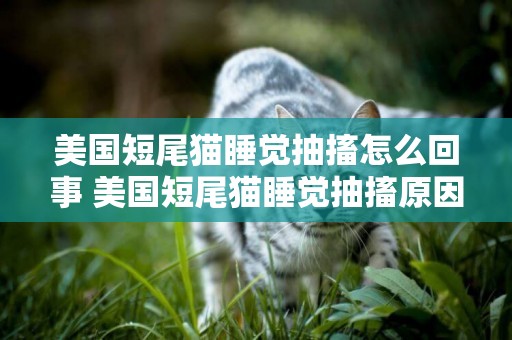 美國短尾貓睡覺抽搐怎么回事 美國短尾貓睡覺抽搐原因