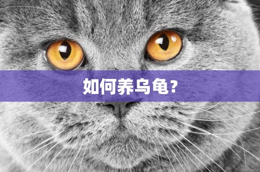 如何養烏龜？