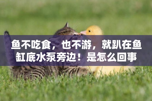 魚不吃食，也不游，就趴在魚缸底水泵旁邊！是怎么回事
