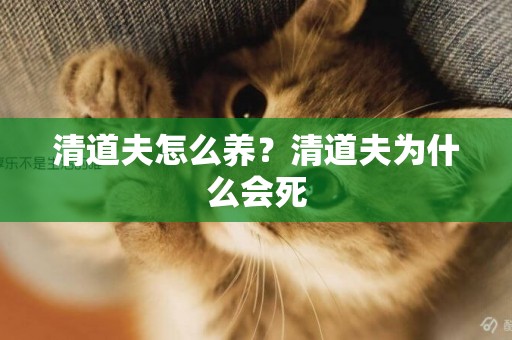 清道夫怎么養？清道夫為什么會死