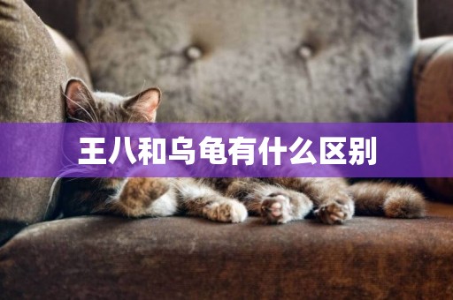 王八和烏龜有什么區別