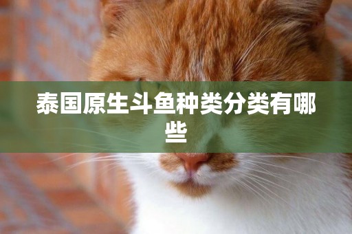 泰國原生斗魚種類分類有哪些