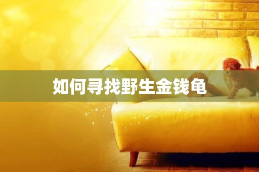 如何尋找野生金錢龜