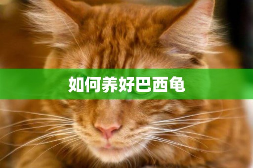 如何養好巴西龜