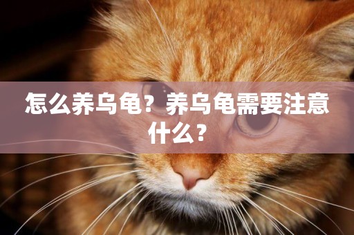 怎么養烏龜？養烏龜需要注意什么？