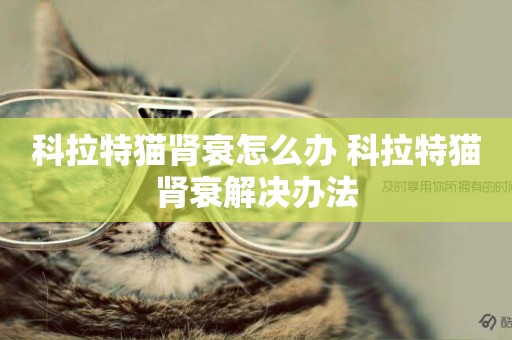 科拉特貓腎衰怎么辦 科拉特貓腎衰解決辦法